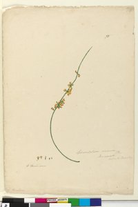 Sayfa 75. Sphaerolobium vimineum, c.1803-06 (wc, kalem, mürekkep ve kurşun kalem) by John William Lewin