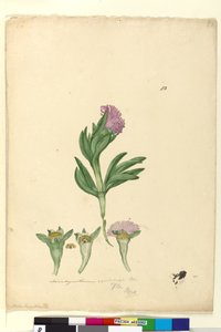Sayfa 82. Mesembryanthemum aequilaterale, c.1803-06 (wc, kalem, mürekkep ve kurşun kalem) by John William Lewin