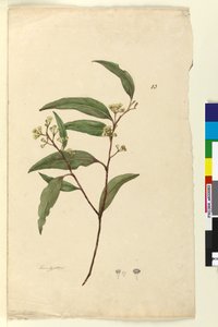 Sayfa 83. Okaliptüs, c.1803-06 (wc, kalem, mürekkep ve kurşun kalem) by John William Lewin