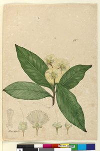 Sayfa 85. Angophora intermedia, c.1803-06 (wc, kalem, mürekkep ve kurşun kalem) by John William Lewin