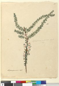 Sayfa 86. Leptospermum scoparium, c.1803-06 (wc, kalem, mürekkep ve kurşun kalem) by John William Lewin