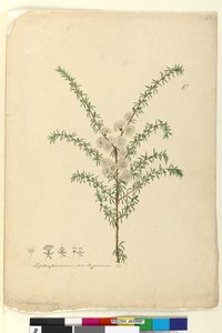 Sayfa 87. Leptospermum ambiguum, c.1803-06 (wc, kalem, mürekkep ve kurşun kalem) by John William Lewin