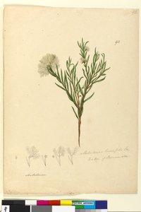 Sayfa 92. Melaleuca linariifolia, c.1803-06 (wc, kalem, mürekkep ve kurşun kalem) by John William Lewin