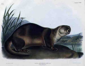 Lutra Canadensis veya Lataxina Mollis (Kanada Otter), John T. Bowen (1801-c.1856) tarafından kazınmış 
