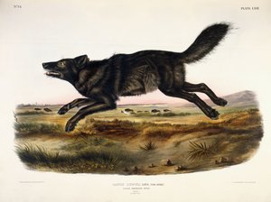 Siyah Amerikan Kurdu, Erkek, 1845
