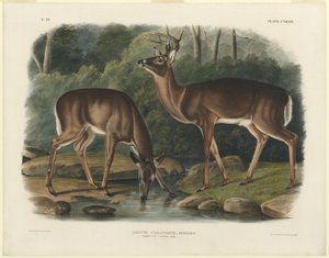Geyik Virginianus