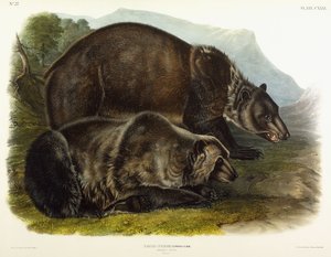 Erkek Boz Ayı, 1848 by John Woodhouse Audubon