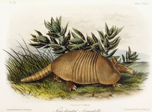 Dokuz bantlı Armadillo, 1849-1854 by John Woodhouse Audubon