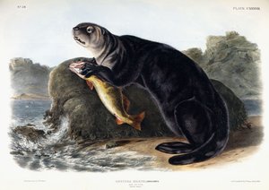 Deniz Otter, Genç Erkek, 1848