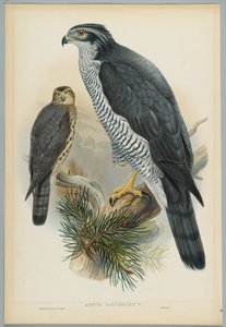 Astur Palumbarius - çakır kuşu, J. Wolf tarafından çizilmiş, H.C. Richter tarafından oyulmuş