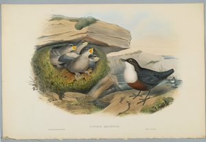 Cinclus Aquaticus - H. C. Richter tarafından oyulmuş Su Ousel veya Kepçe