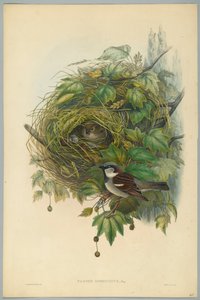 Passer Domesticus - Ortak Ev Serçesi, H. C. Richter tarafından oyulmuş