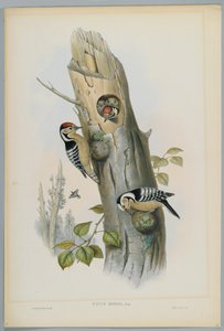 Picus Minor - H. C. Richter tarafından oyulmuş Küçük Benekli Ağaçkakan