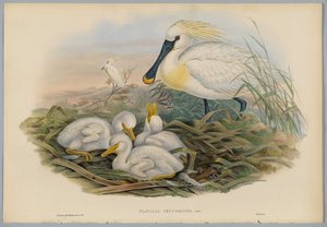 Platalea Leucorodia - Kaşıkçı ve Genç, H. C. Richter tarafından oyulmuş