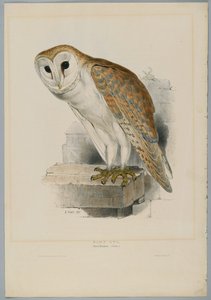 Strix Flammea - Peçeli Baykuş