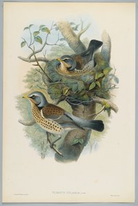 Turdus Pilarus - Ardıç ardıç, H. C. Richter tarafından oyulmuş