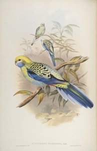 Platycerus cyanogenus, John Gould tarafından yazılan The Birds of Australia