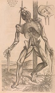 İnsan Vücudunun Yapısının De humani corporis Fabrica, 1555. by John of Calcar