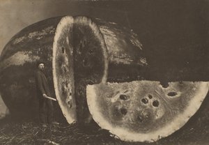 Adam Kesen Karpuz, 1898-1903. by Johnson