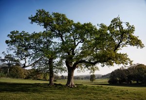 GOODWOOD ESTATE ,WEST SUSSEX, 2019 (fotoğraf)