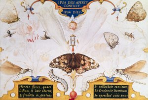 Çiçekler ve böceklerle iki kişilik tablo, 1591 (panelde maruflaj ve parşömen) by Joris Hoefnagel