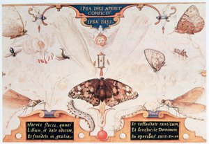 Çiçekler ve böceklerle iki kişilik tablo, 1591. by Joris Hoefnagel