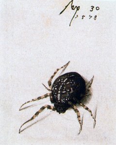 Dişi Örümcek, 1578 by Joris Hoefnagel