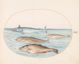 Balık, c.1575-80 by Joris Hoefnagel