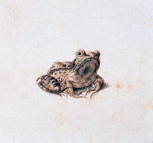 Yeşil Kurbağa, 16. yüzyıl by Joris Hoefnagel