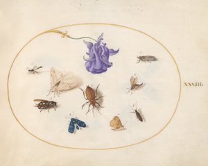 Böcekler, c.1575-80 by Joris Hoefnagel