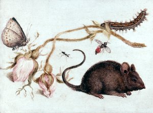 Fare, Çiçek ve Böcek, 16. yüzyıl. by Joris Hoefnagel