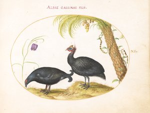 Plaka 11: Palmiye Ağacı ve Fritillaria ile Beç Tavuğu Çifti by Joris Hoefnagel