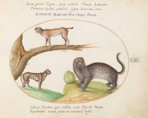 Plaka 13: Bir Kaplan, Bir Vaşak ve Bir Jaguar(?) by Joris Hoefnagel