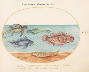 Levha 14: Bir "Deniz Maymunu", İki Akrep Balığı ve Diğer İki Balık by Joris Hoefnagel