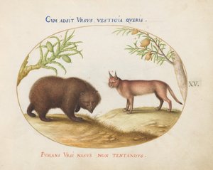 Plaka 15: Bir Ayı ve Bir Vaşak(?) by Joris Hoefnagel