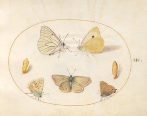 Plaka 16: Siyah Damarlı Beyaz, Bulutlu Sarı, Siyah Tüylü(?) ve Sardunya Argus(?) İki Krizalitli Kelebekler by Joris Hoefnagel