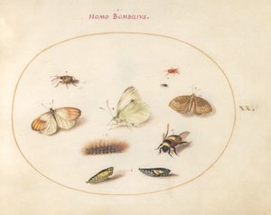 Plaka 20: Üç Kelebek, Bir Tırtıl, Bir Arı, İki Krizalit ve Üç Böcek by Joris Hoefnagel