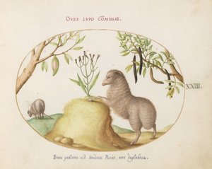 Levha 23: Yağlı Kuyruklu Bir Koyun, Uzun Kuyruklu Bir Koyun, bir "Cassia purgatrix" ve Diğer Bitkiler by Joris Hoefnagel