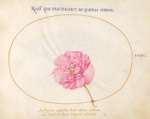 Plaka 24: Pembe Gül by Joris Hoefnagel