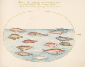 Levha 25: Mediterranean Rainbow Wrasse, Diğer Wrasse, Kırlangıç Kuyruklu Deniz Levreği(?), Birkaç "Anthiae" ve Diğer Balıklar by Joris Hoefnagel
