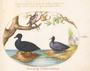 Levha 27: Bir Ördek(?), Bir Coot ve Bir Gül Kuşu(?) by Joris Hoefnagel