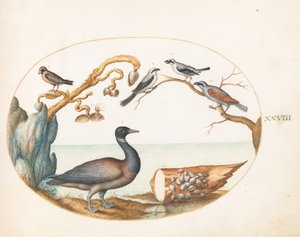 Levha 28: Shrikes ve Diğer Kuşlar ile Barnacle Kaz by Joris Hoefnagel