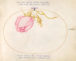 Plaka 29: Pembe Gül ve Gül goncası by Joris Hoefnagel