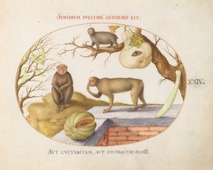 Levha 29: İki Maymun, bir "Arctopithecus" (Tembellik?) ve Meyve by Joris Hoefnagel