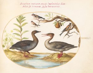 Levha 31: Ördek, Merganser ve Üç Saka Kuşu by Joris Hoefnagel