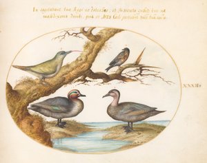 Levha 32: Yeşil Kanatlı Bir Deniz Mavisi, Bir Yavru Yeşil Ağaçkakan ve Diğer İki Kuş by Joris Hoefnagel