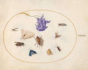Levha 33: Güve ve Kelebek ile Diğer Böcekler ve Bir Columbine Çiçeği by Joris Hoefnagel