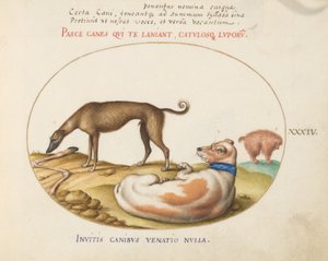Levha 34: Bir "Mimick" Dahil Üç Köpek by Joris Hoefnagel