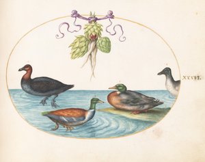 Levha 36: Kızıl Göğüslü Merganser, Kürek ve Enginarlı Diğer İki Su Kuşu by Joris Hoefnagel