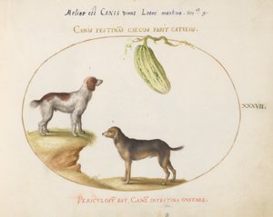 Plaka 37: Bir Kabaklı İki Spaniel by Joris Hoefnagel